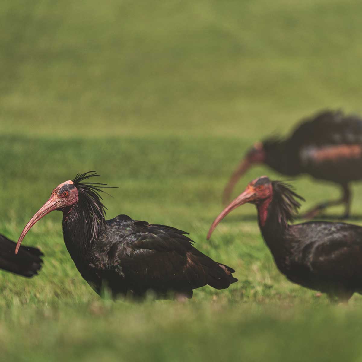 ibis eremita all'Argentario Golf Club