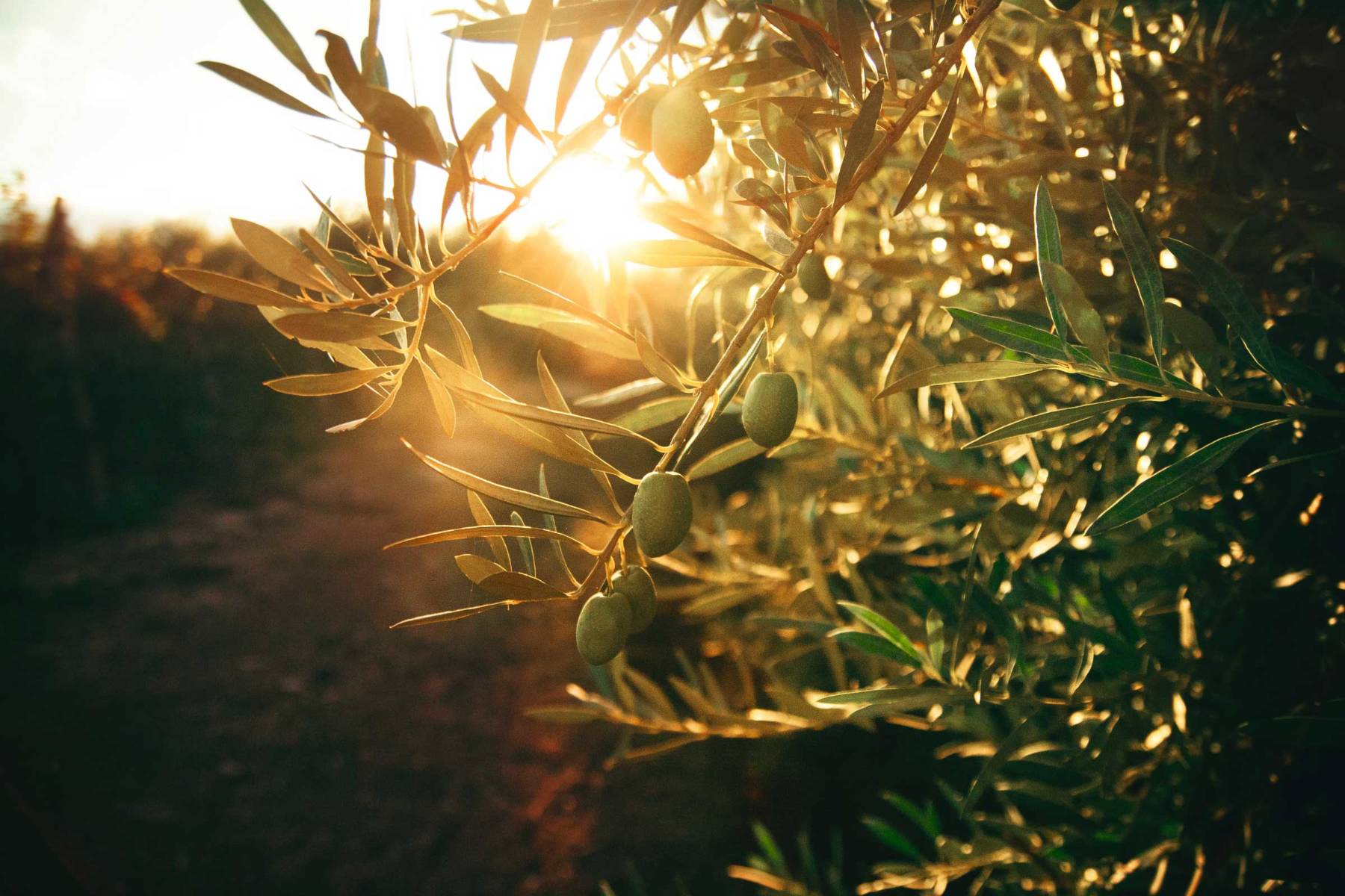 branch with olives in eco friendly resort