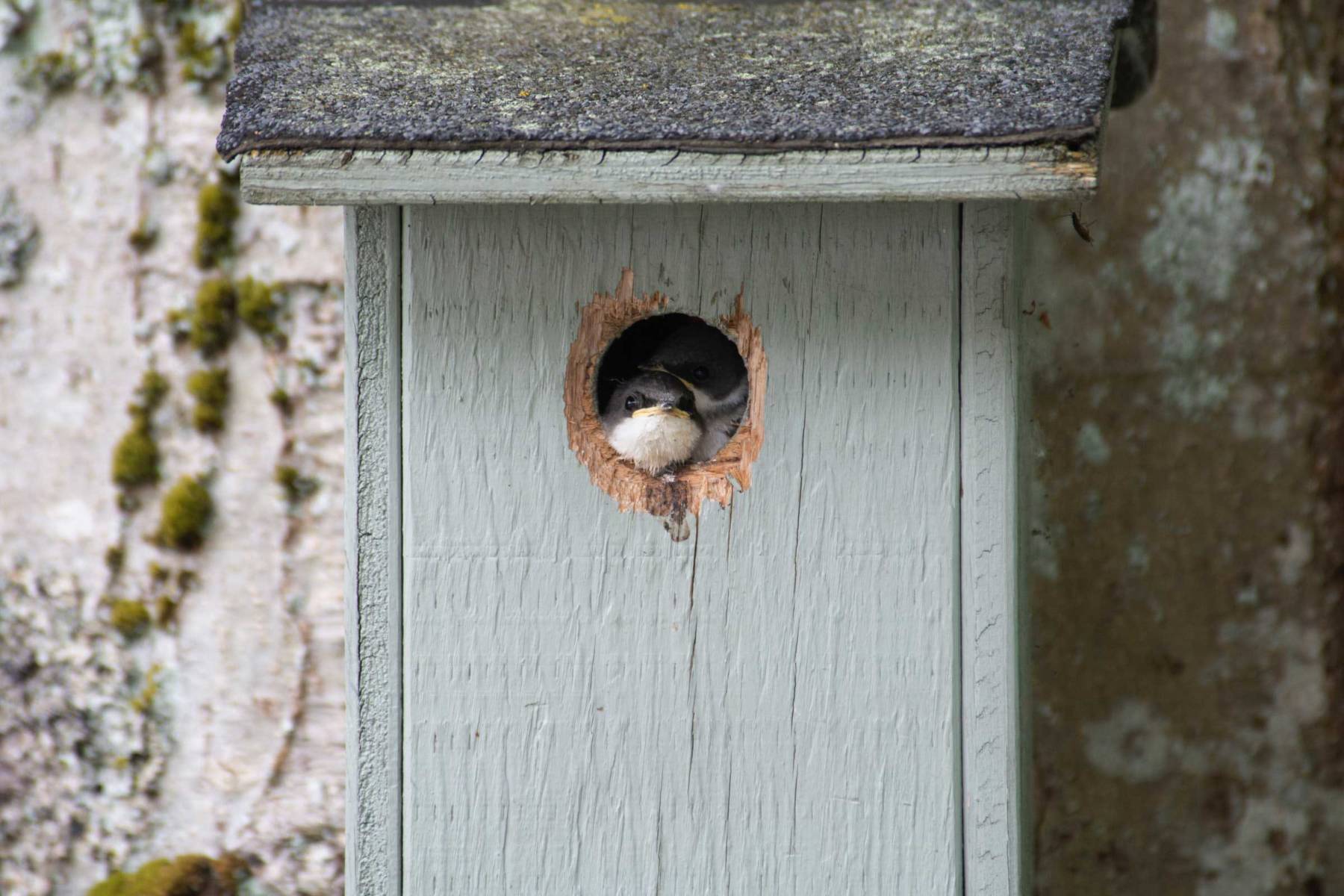 bird nest detail