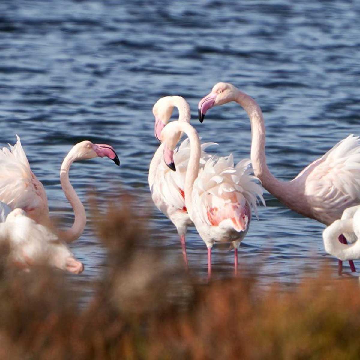 pink flamingos, tour of the luxury argentario golf resort
