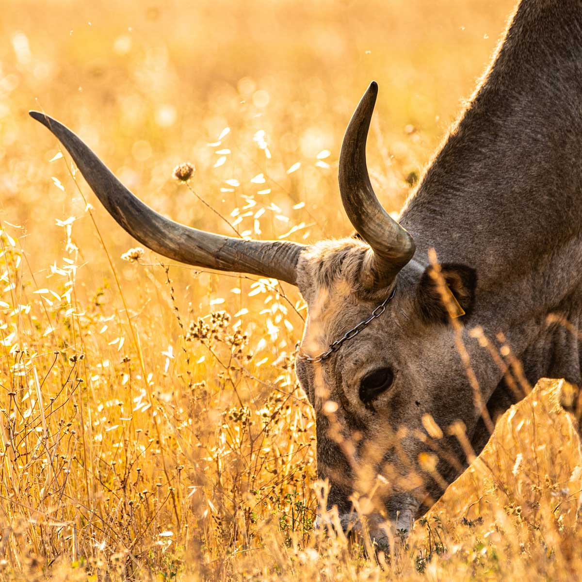 maremmana cow in tuscany