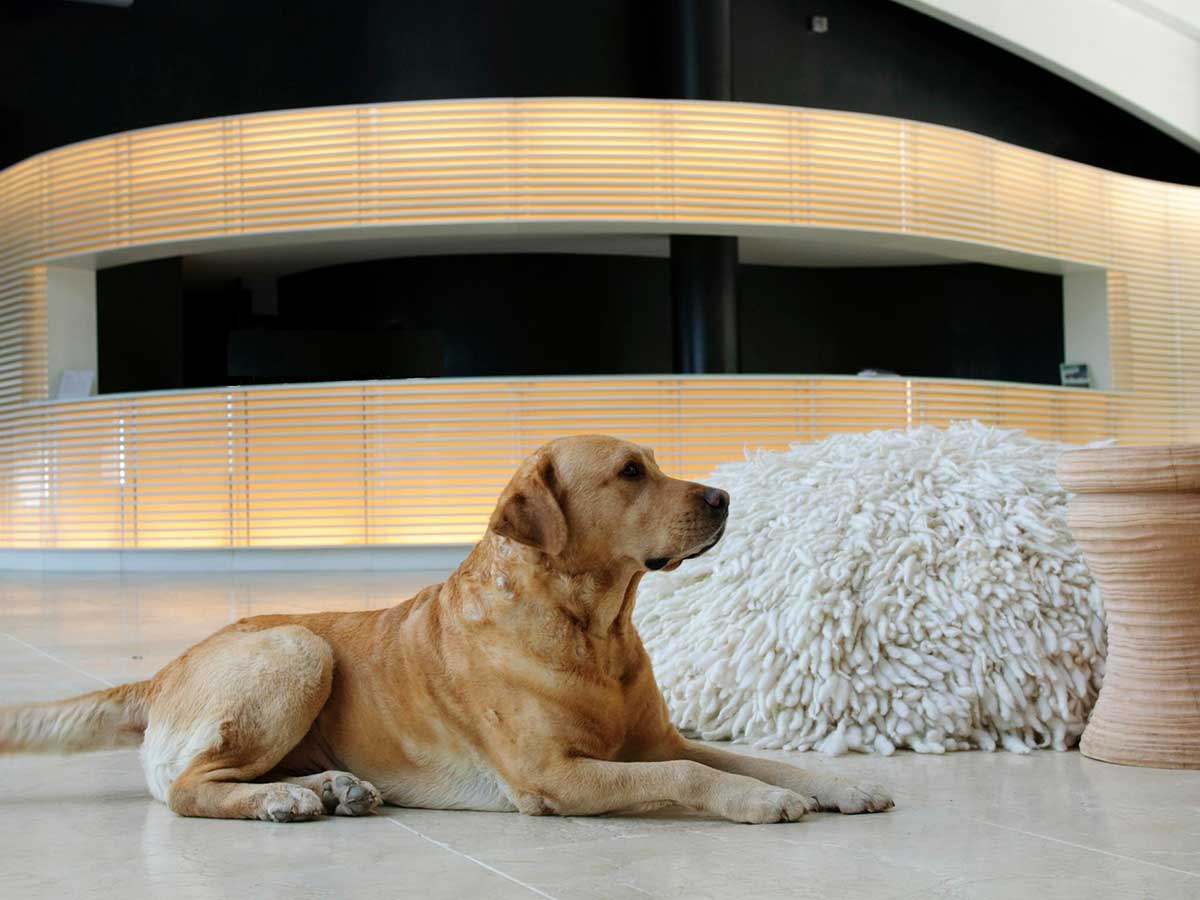 cane nel resort pet friendly in toscana