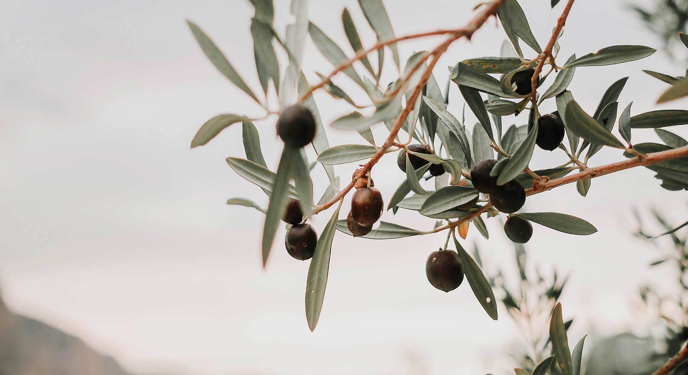 olive tree branch