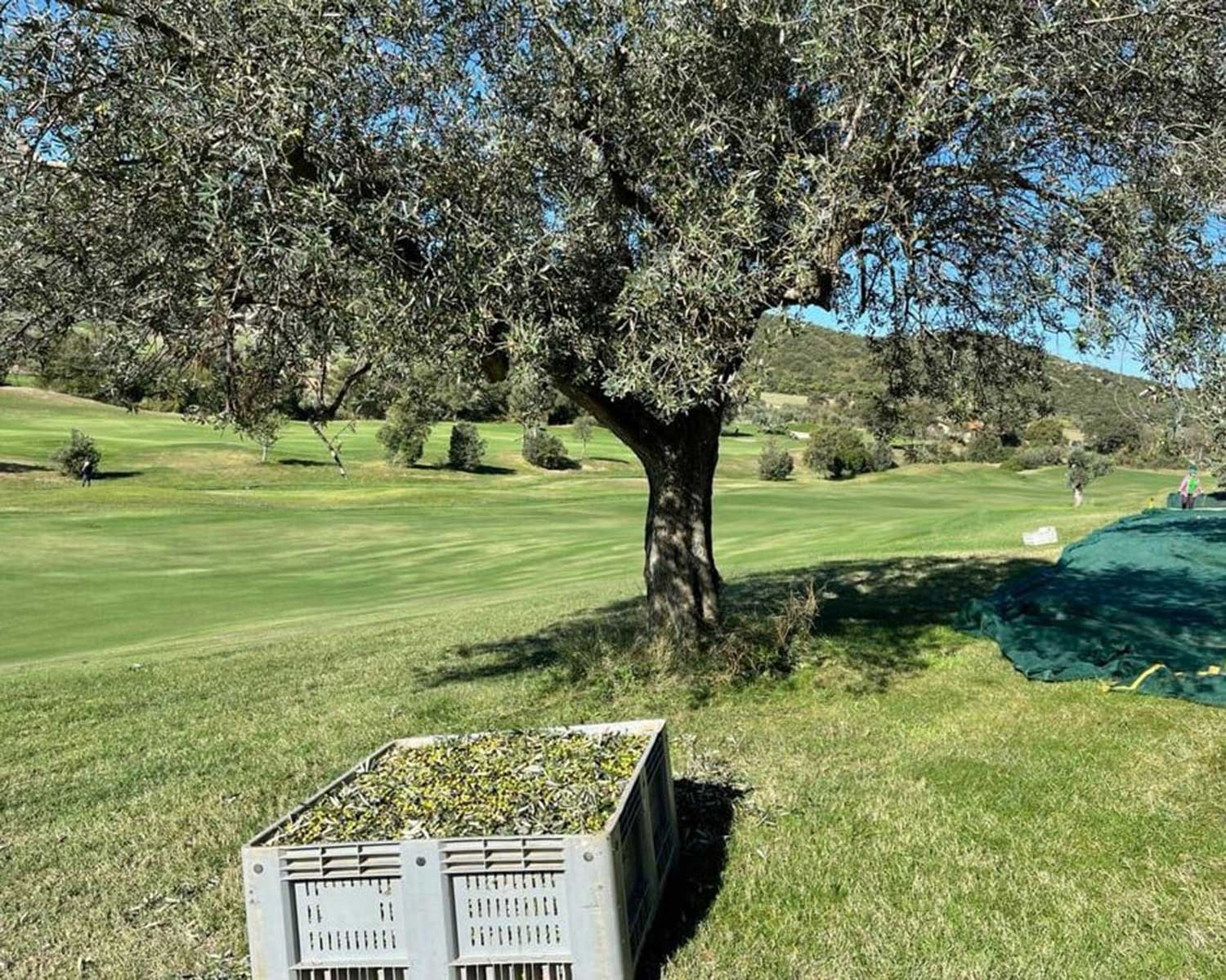 olives in sustainable golf resort in tuscany italy
