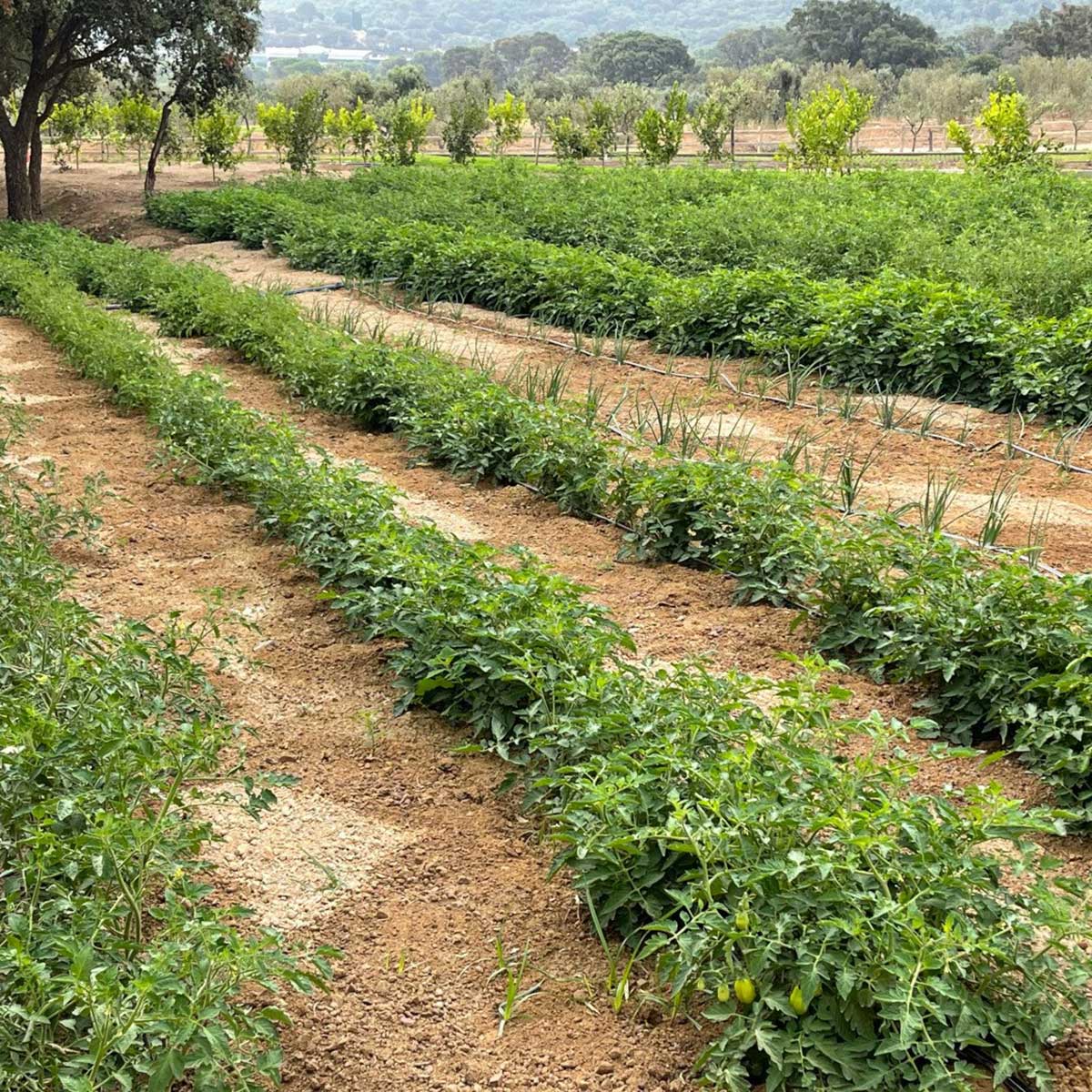 organic vegetable garden at argentario resort