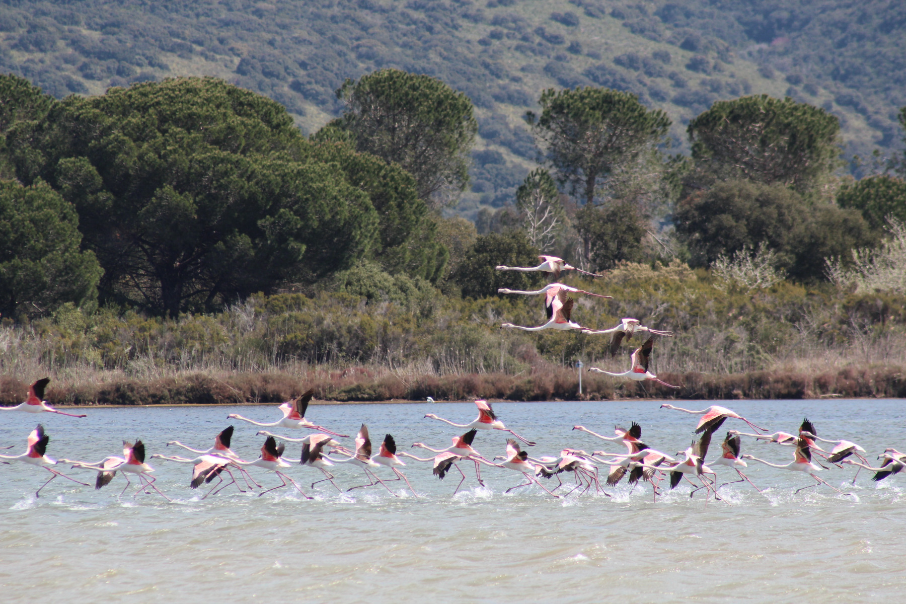 pink flamingos in orbetello lagoon, maremma tuscany