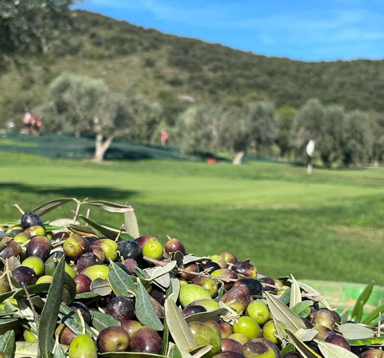 olive all'argentario in maremma toscana