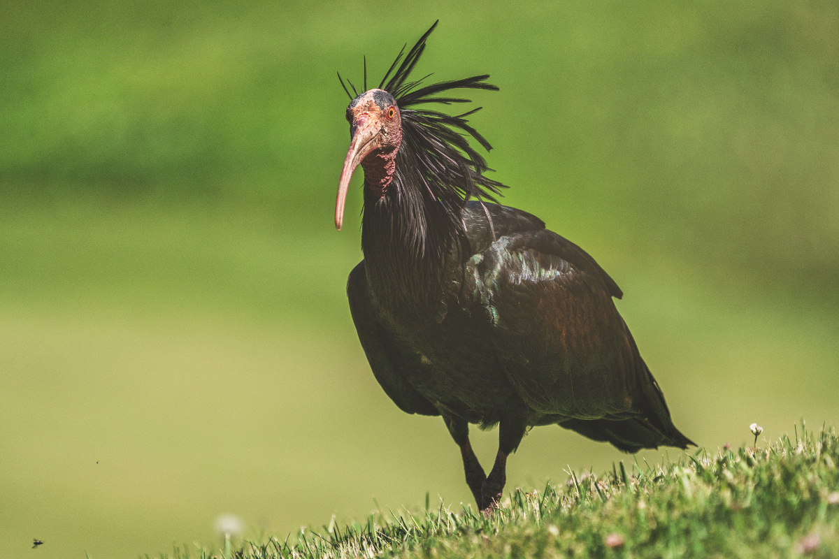 ibis bird on the argentario golf course