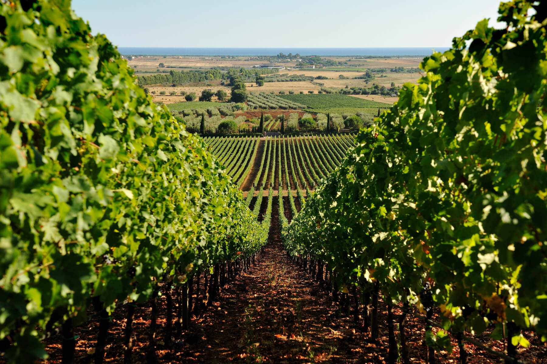 vineyards maremma tuscany