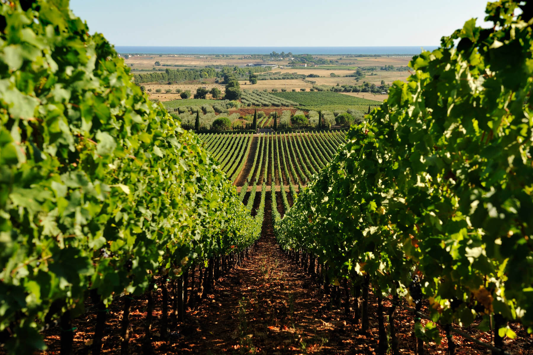 vigneti in maremma toscana