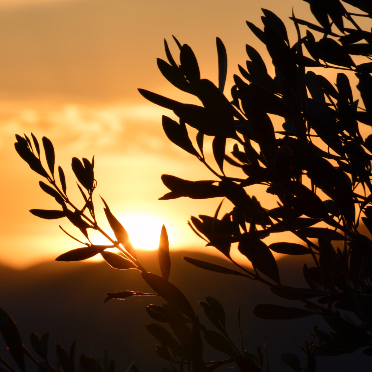 olives at sunset